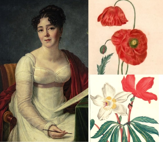 Anne-Ernestine Panckoucker, ilustradora botánica (Folio Complutense)