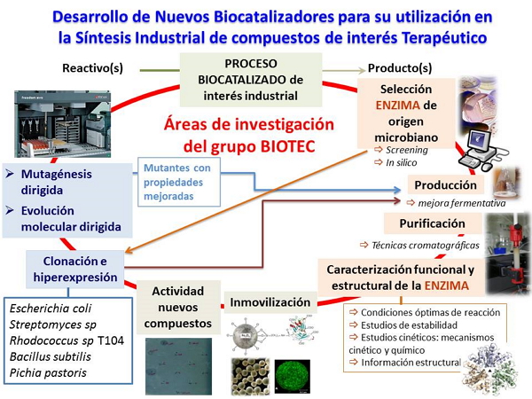 Áreas de investigación del grupo BIOTEC.