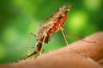 Mosquito Anopheles, transmisor de la malaria.
