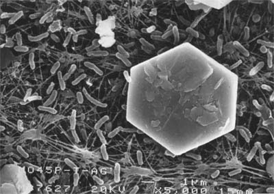 Bacterias mesófilas Acidithiobacillus rodeando un cristal de molibdenita.