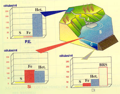 Drenajes ácidos de mina: caracterización microbiológica de una presa de estériles.