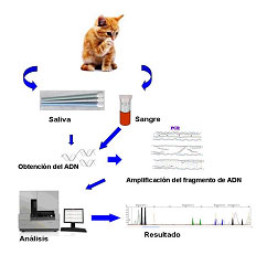 Representación esquemática de la metodología  seguida para la identificación genética.