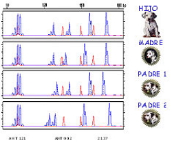 Contraste del perfil genético de un cachorro frente al de los dos posibles padres.
