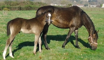 Potro con su madre.