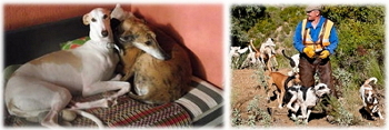 Galgos y podencos.