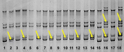 Image of a polyacrylamide gel where are shown, respectively, a male and a female: Imperial Eagle (1, 2); Eagle Owl (3, 4); Peregrine Falcon (5, 6); Stork (7, 8); Yako (9, 10); Amazon parrot (11, 12); Yellow-breasted macaw (13, 14); Partridge (15, 16) and Quail (17, 18). The yellow arrows indicate the specific female bands.
