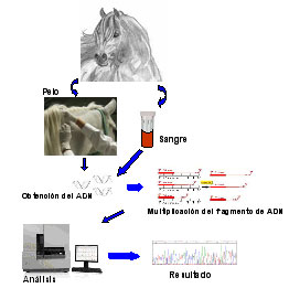 Esquema de la metodología utilizada  para la identificación genética.