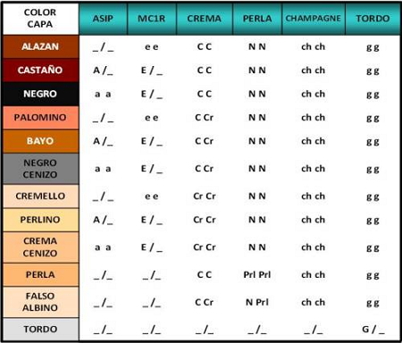 Combinaciones de genotipos para las principales coloraciones de capas en la especie equina.