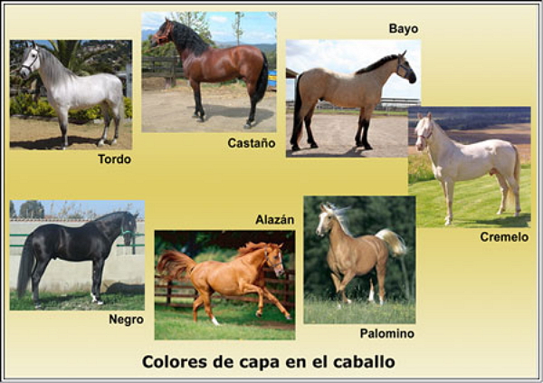 Colores de capa en el caballo.