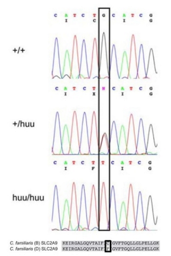 Hyperuricosuria and hyperuricemia. Nucleotide sequence of a healthy dog (+/+), a cross with a Dalmatian (+/huu) and a Dalmatian (huu/huu). Below, it is shown the protein sequence with the altered amino acid cysteine (C) to phenylalanine (F) (Bannasch et al. 2008).