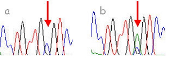 Electropherogram of the PKD1 gene sequence, (a) healthy animal, (b) animal. The arrows show the position of the sequence where it is located the possible mutation.