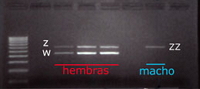 Gel de electroforesis para el sexado de 4 individuos: 3 hembras y 1 macho.