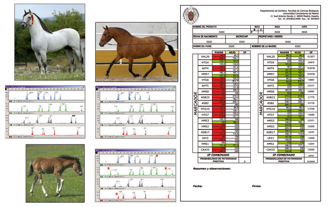 Example of paternity analysis using microsatellites. The foal is incompatible with the father but compatible with the mother.