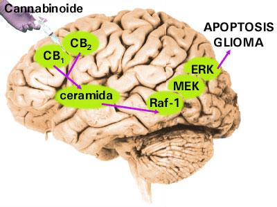 Mecanismo de inducción de apoptosis por cannabinoides  en células de glioblastoma.