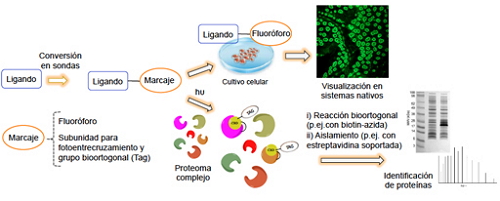 Laboratorio de Química Médica – UCM.