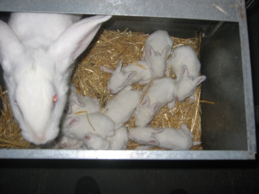 Layer of young rabbits