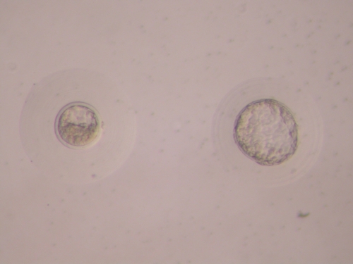 Rabbit embryos (blastocysts).