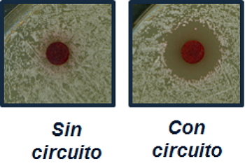 Fotografías ilustrativas de la inhibición del crecimiento que provoca en S. cerevisiae un disco impregnado de rojo Congo en células silvestres sin y con el circuito genético de amplificación de la señal.