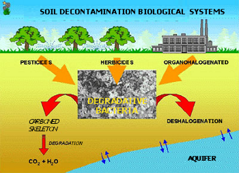 Esquema de la biodegradación de contaminantes en suelos. 