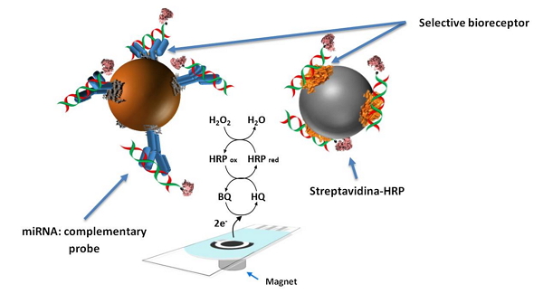 Schematic display of the developed electrochemical bioscaffolds for miRNAs determination.