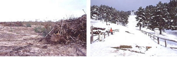 La restauración ecológica persigue la restitución del aspecto y funcionamiento de ecosistemas alterados. Ejemplos de ello son la restauración de las marismas de Doñana que fueron desecadas con eucaliptos (izquierda) o la restauración de ecosistemas de montaña tras la remoción de pistas de esquí (Falda de Peñalara, derecha).