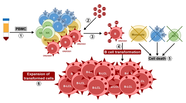 B cell immortalization with Epstein-Barr virus. (1) Isolation of peripheral blood mononuclear cells (PBMC) by density gradient. (2) Addition of B95-8 culture supernatant containing the EBV. (3) EBV infect B cells specifically through CR2/CD21 receptor. (4) Once inside, EBV transform B lymphocytes into B-lymphoblastoid cell lines (B-LCL), while the rest of PBMC that have not been infected die. (5). (6) When they are transformed/immortalized, B-LCL proliferate and expand.