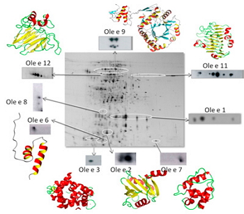 Figure 1. Identification of a bidimensional electrophoresis of the allergens of olive pollen.