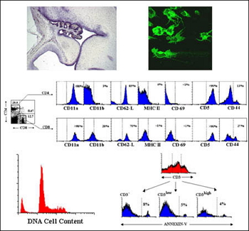 Immunofluorescence Techniques, in situ hybridization, and flux citomery applied to phenotypic studies, of proliferation and cell survival.