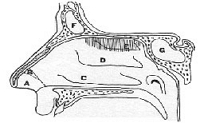 Esquema de la cavidad nasal.