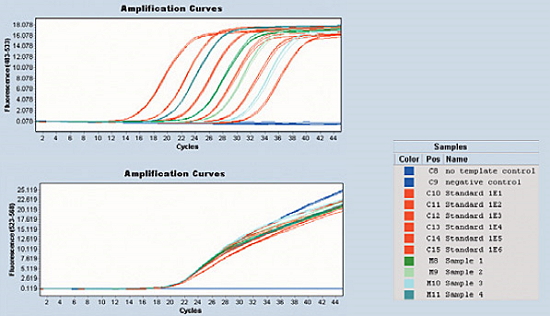 Example of an absolute quantification assay using the LightCycler® 480 II (Roche), performed in the research laboratory of the Faculty of Dentistry, UCM.