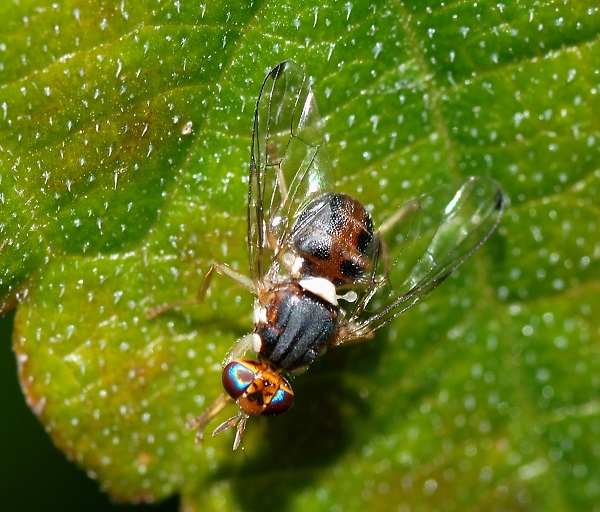 La mosca Bactrocera oleae es la principal plaga del olivo. / Alvesgaspar.