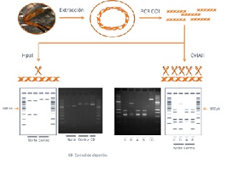 Esquema de la técnica de PCR – RFLP propuesta para la conservación del cangrejo de río autóctono. / M.D. Ochando.