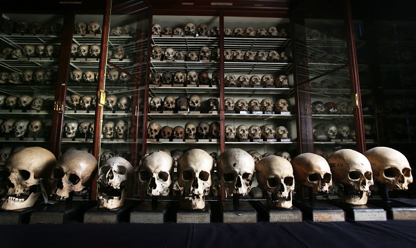 Colección de cráneos procedentes de las Islas Canarias en la Universidad de Edimburgo. / David Cheskin