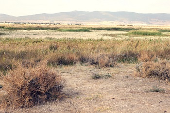 Paisaje de las Tablas de Daimiel (Ciudad Real) en verano de 2017. / Elvira Nimmee.