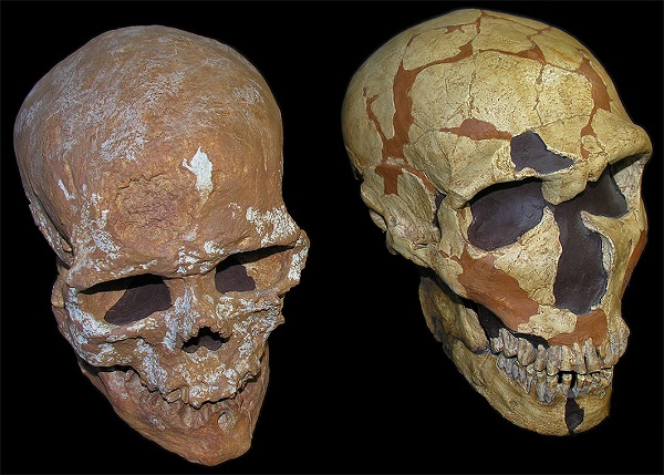 Cráneos de Homo sapiens (izquierda) y Homo neanderthalensis (derecha) / Grupo de Paleoantropología (MNCN-CSIC) 