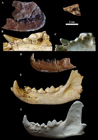 Restos encontrados en el yacimiento de els Casots (marron) junto con fosiles de Plesiogulo (amarillo) y huesos actuales de Gulo (blanco). / A. V.