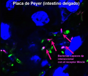 El resultado abre nuevas vías para el tratamiento de enfermedades como colitis o Crohn. / Salvador Iborra.