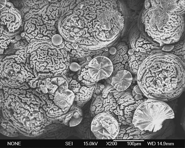 Cristales de carbonatos magnésicos formados experimentalmente en cultivos microbianos con Firmicutes. /  ICTS Centro Nacional de Microscopia electrónica-UCM