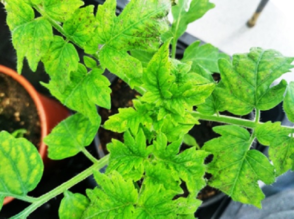 Planta de tomate infectada con la bacteria PsPto. Fuente: UPM.