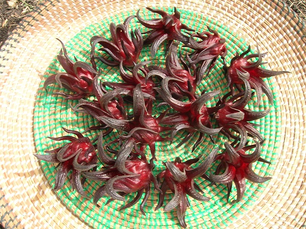 Hibiscus sabdariffa. / Foto: GlobalHort Image Library/ Imagetheque