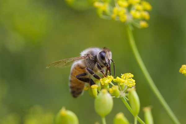 La abeja de la miel recolecta polen de numerosas especies de plantas. / Gudlyf. 