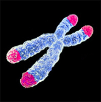 Ilustración de un cromosoma y sus telómeros. / AJC. 