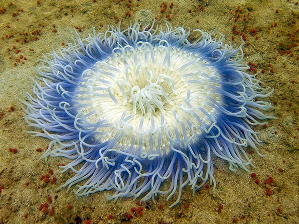 Tras esta apariencia inofensiva, la anémona de mar esconde su veneno, que utiliza tanto para defenderse como para atacar a otros seres vivos. / Chaloklum Diving. 