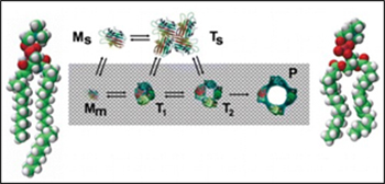 lustración que describe el mecanismo de acción del poro. / Grupo de investigación Proteínas Tóxicas. 