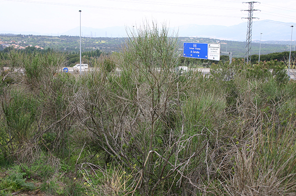 Ejemplares del arbusto Spartium junceum en el Parque Regional de la Cuenca Alta del Manzanares. / UCM.