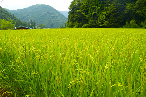 Campo de arroz en Japón. / Rumpleteaser.