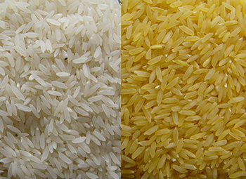 Arroz tradicional y arroz dorado (a la derecha). / Golden Rice.