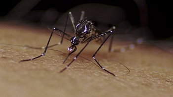 Mosquito Aedes aegypti sobre la piel. / Es.dengue.info.