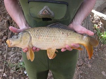 La carpa Cyprinus carpio aparece en la lista de las 100 especies exóticas invasoras más dañinas. / B. E.