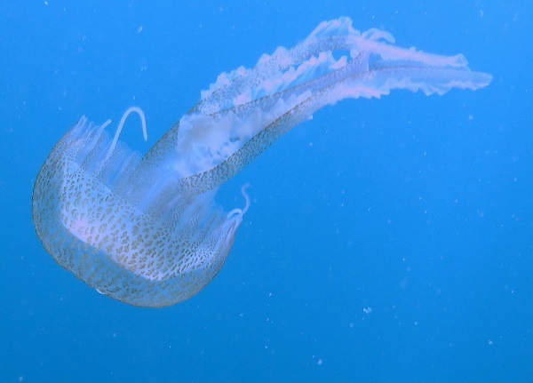 Uno de los doscientos tipos de medusas que hay en España, la Pelagia noctiluca. / Linda Castañeda.